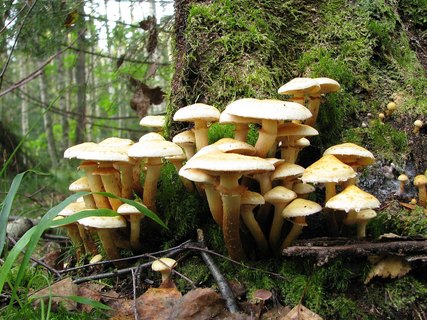 Pholiota flavida