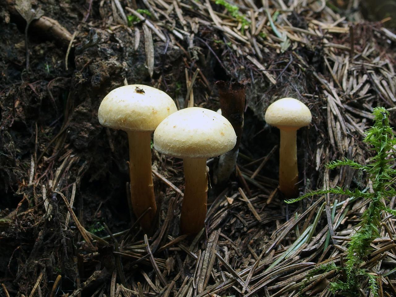 Pholiota flavida