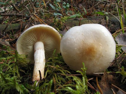 Pholiota lenta