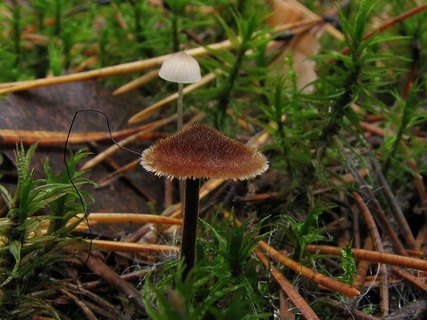 Auriscalpium vulgare