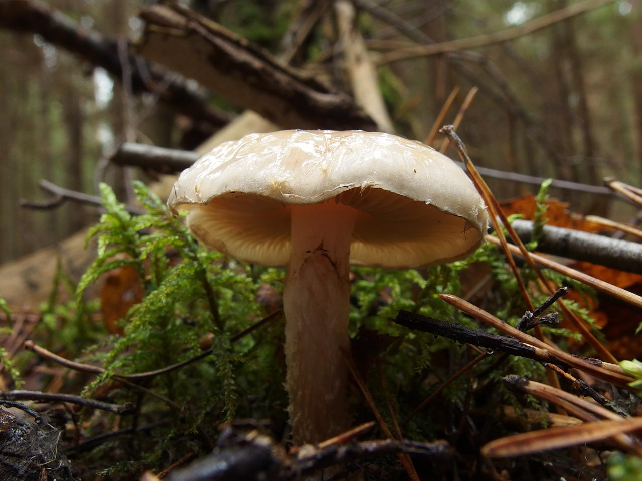 Pholiota lenta