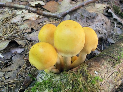 Pholiota malicola