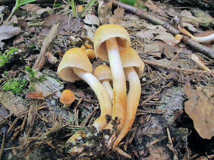 Pholiota malicola