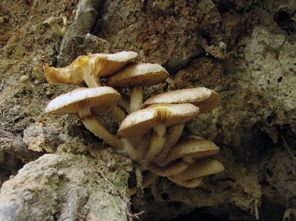 Pholiota squarrosa
