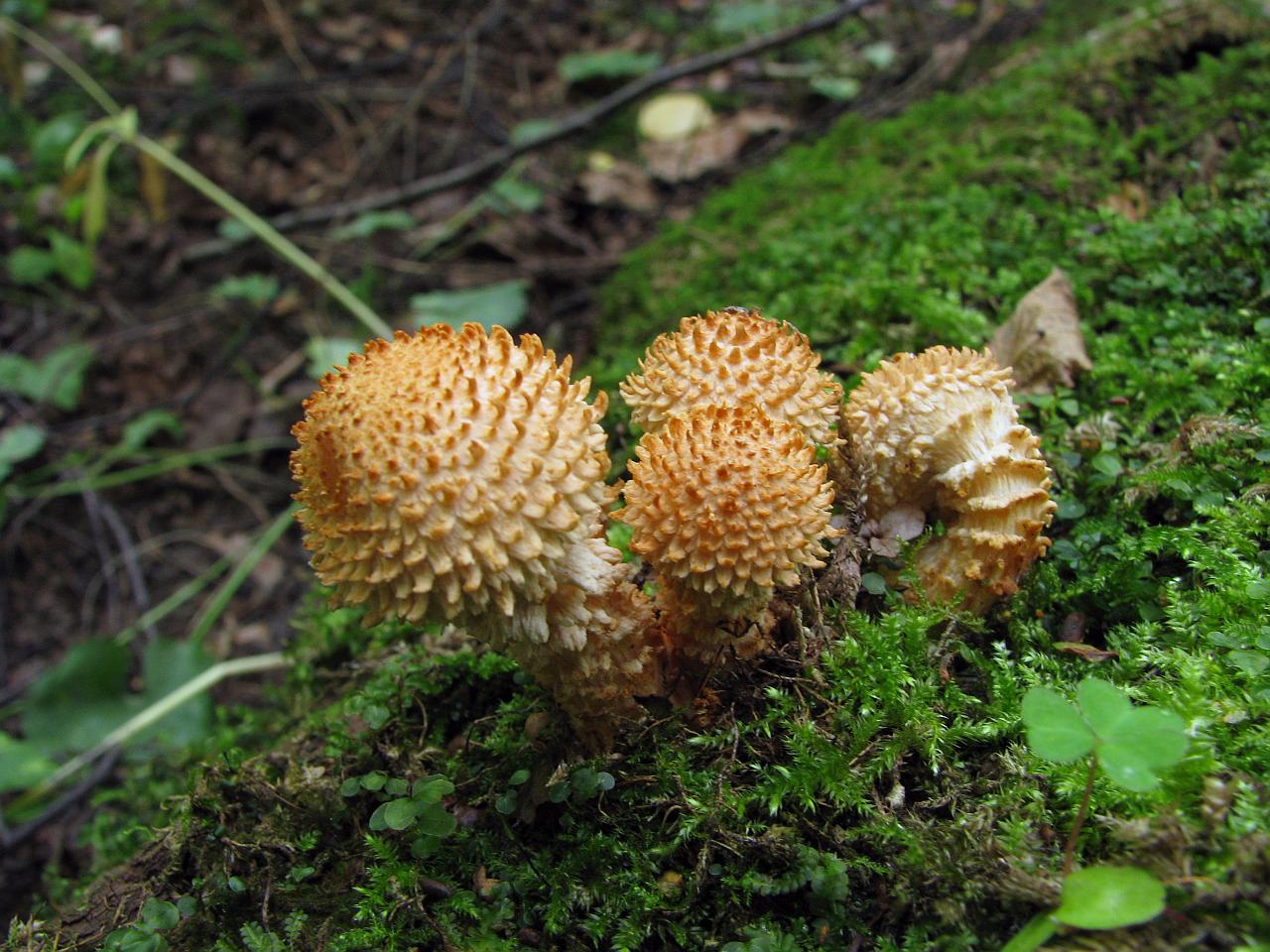 Pholiota squarrosa