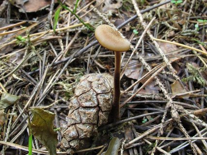 Auriscalpium vulgare
