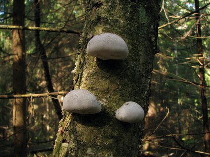 Fomitopsis betulina
