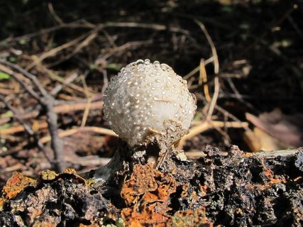 Fomitopsis betulina