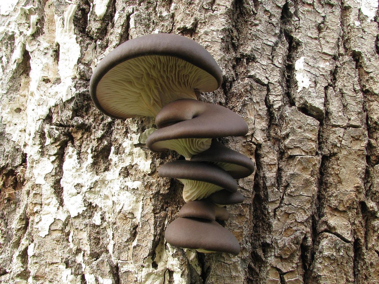 Pleurotus