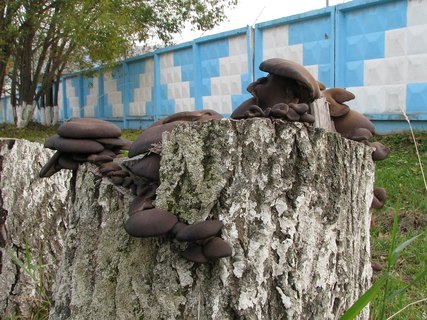 Pleurotus ostreatus