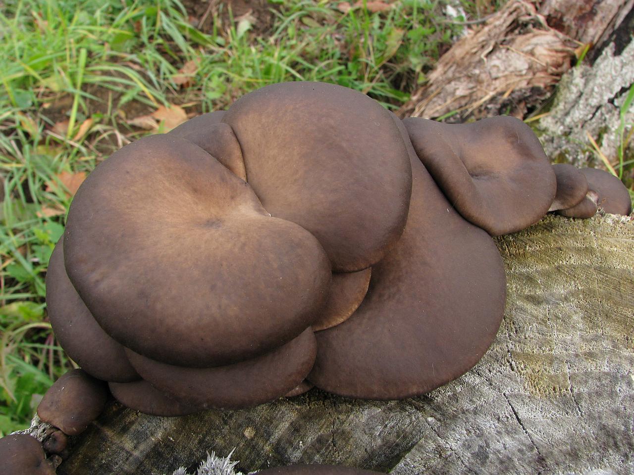 Pleurotus ostreatus