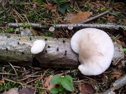 Pleurotus pulmonarius