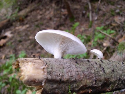 Pleurotus pulmonarius