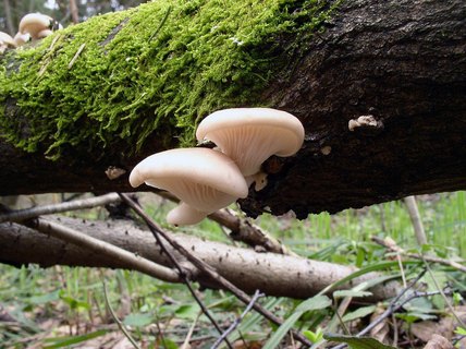 Pleurotus pulmonarius