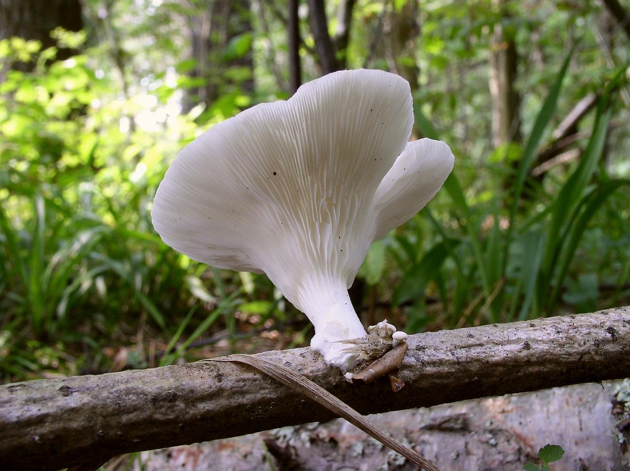 Pleurotus pulmonarius