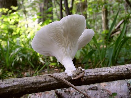 Pleurotus pulmonarius