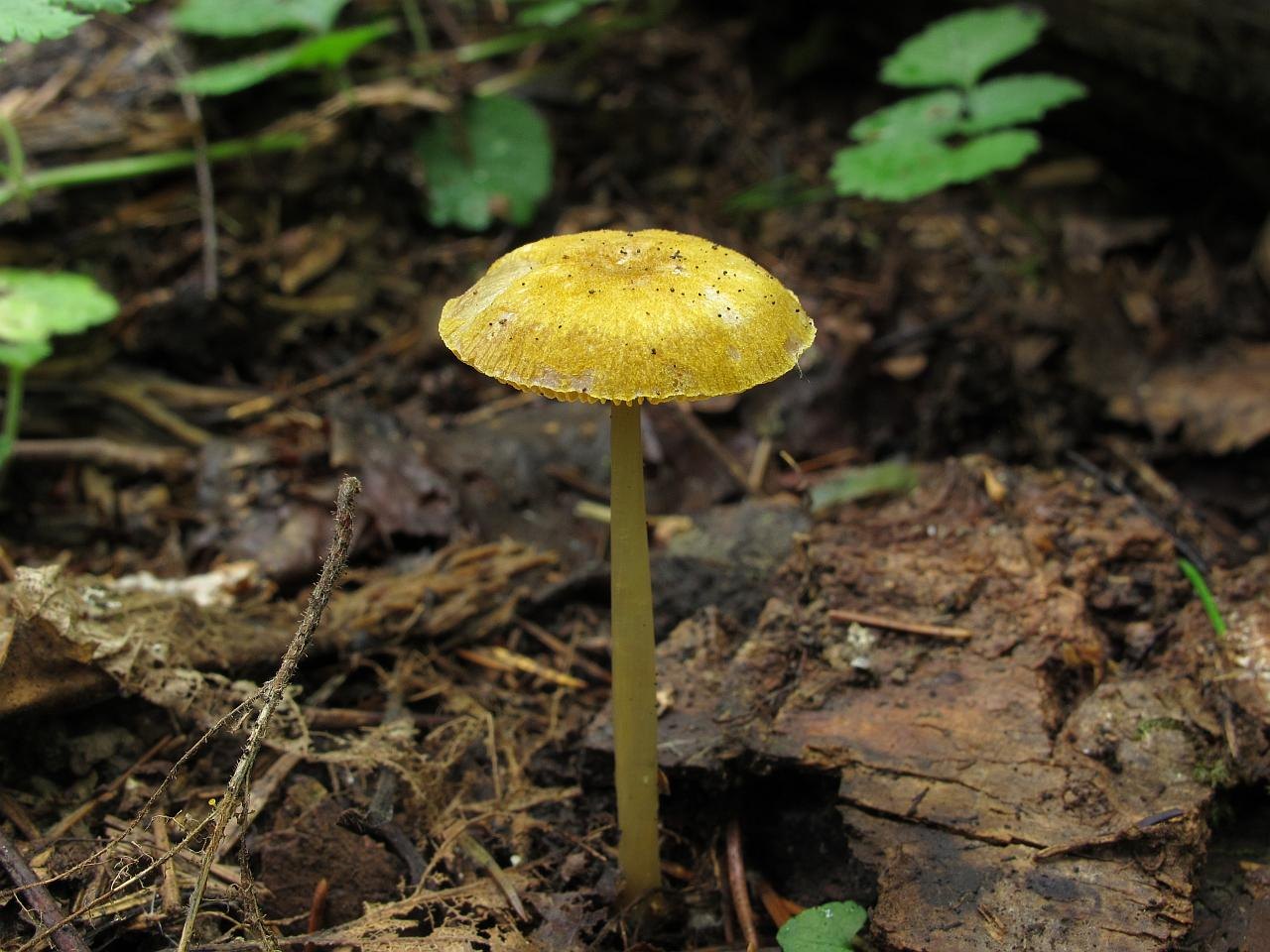 Pluteus