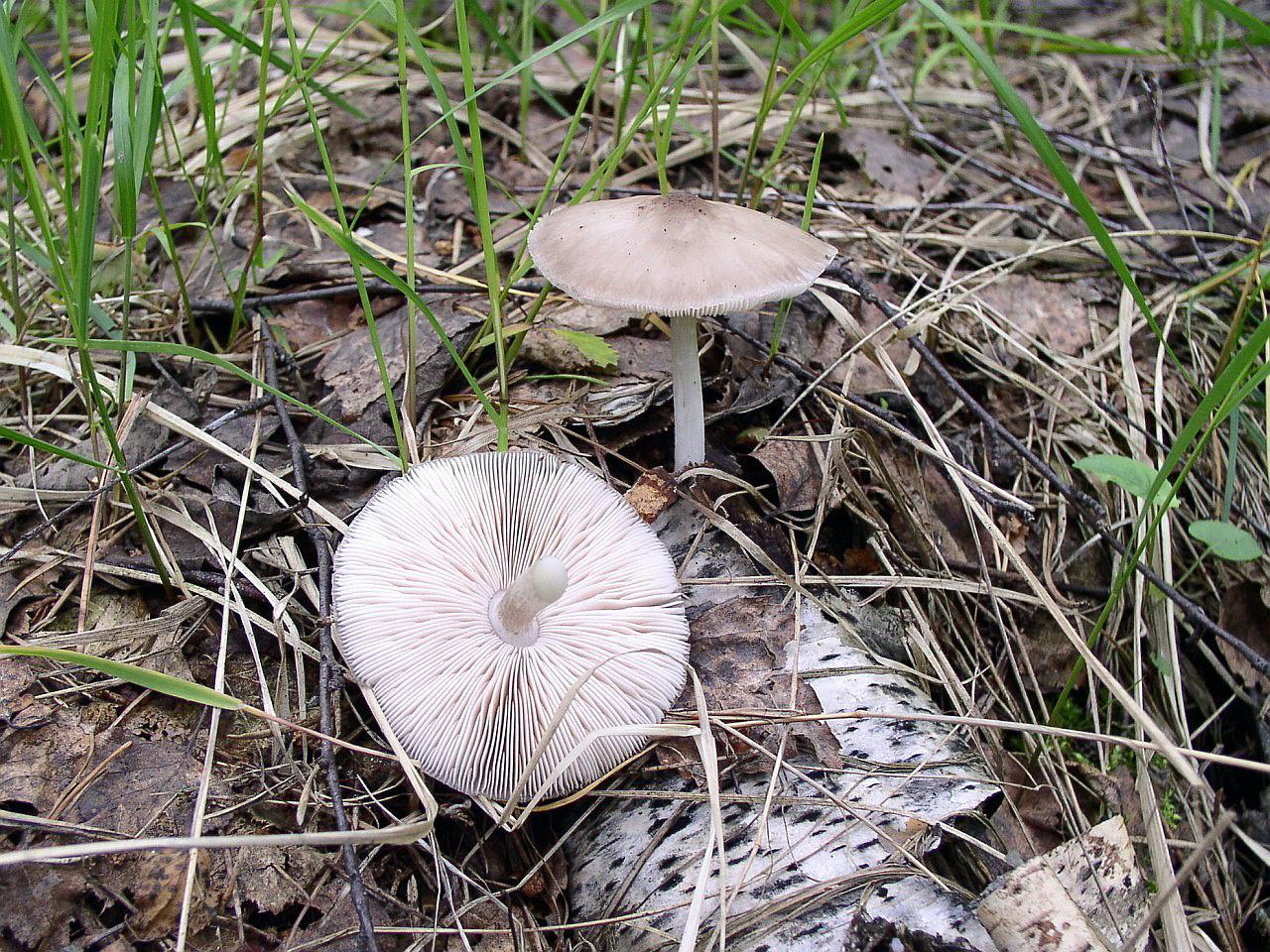 Pluteus cervinus