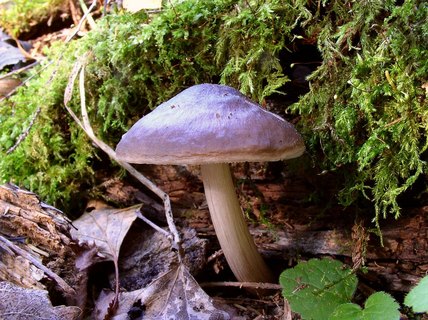 Pluteus cervinus