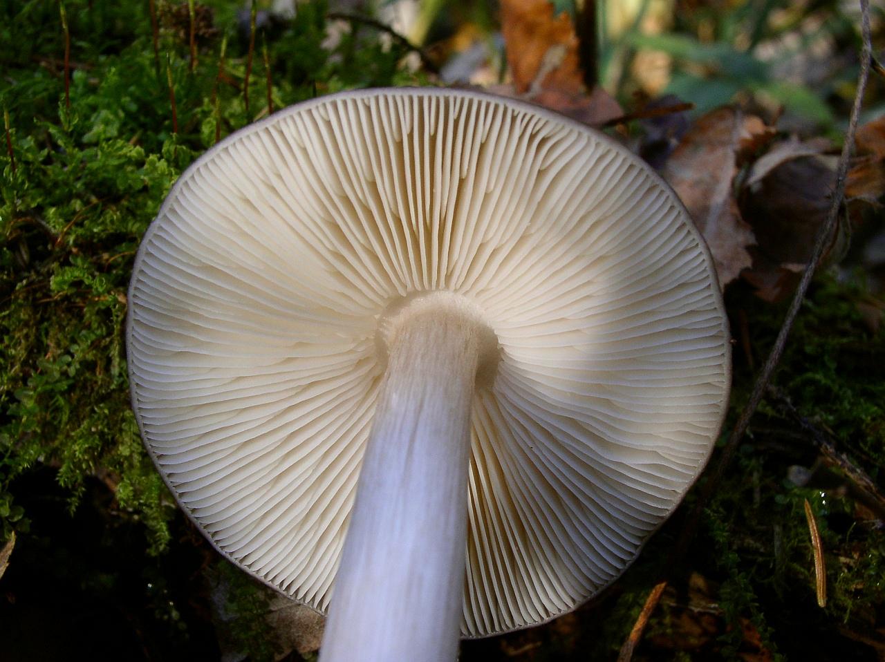Pluteus cervinus