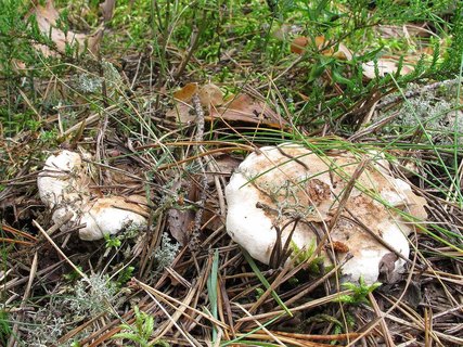 Bankera fuligineoalba