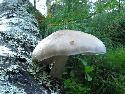 Pluteus cervinus