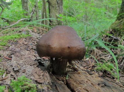 Pluteus cervinus