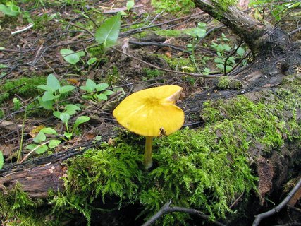 Pluteus leoninus