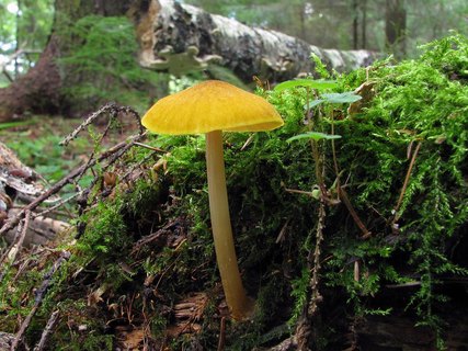 Pluteus leoninus