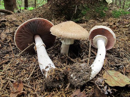 Agaricus sylvaticus