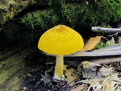 Pluteus leoninus