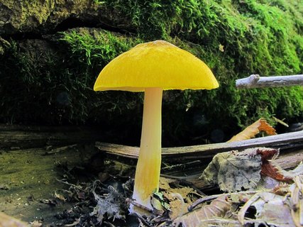 Pluteus leoninus