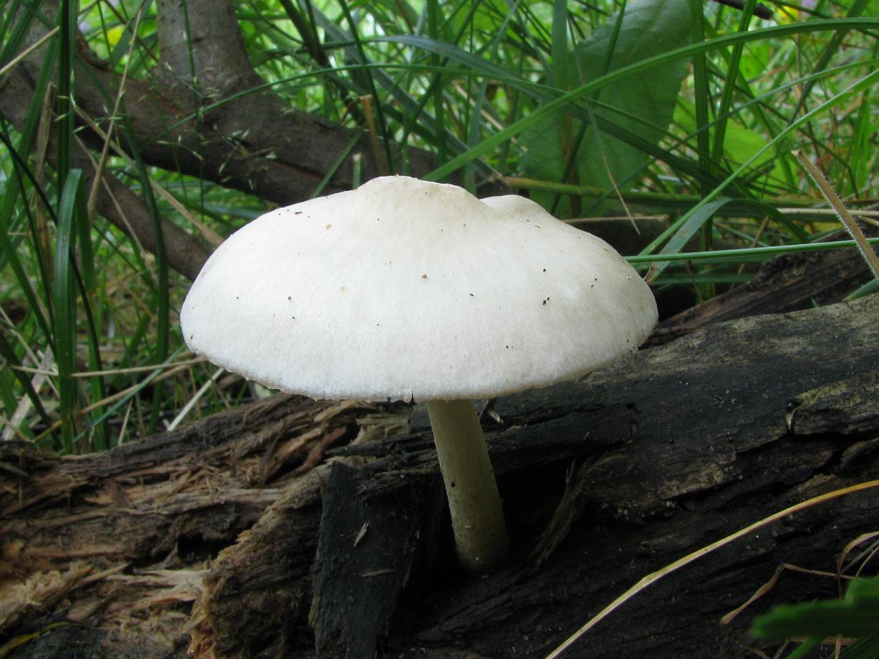 Pluteus pellitus
