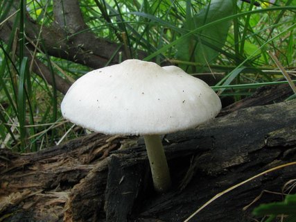 Pluteus pellitus