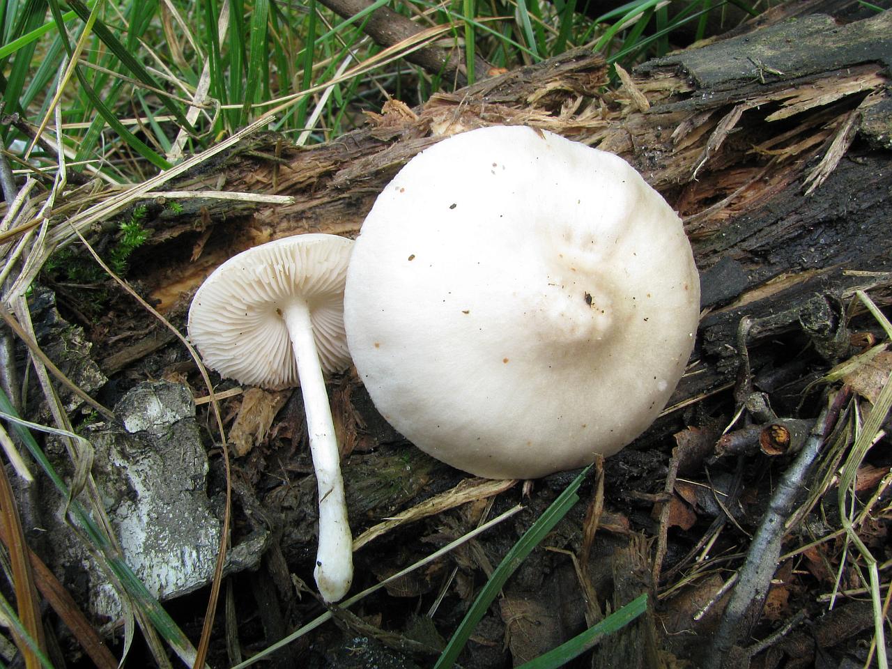 Pluteus pellitus