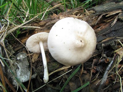Pluteus pellitus