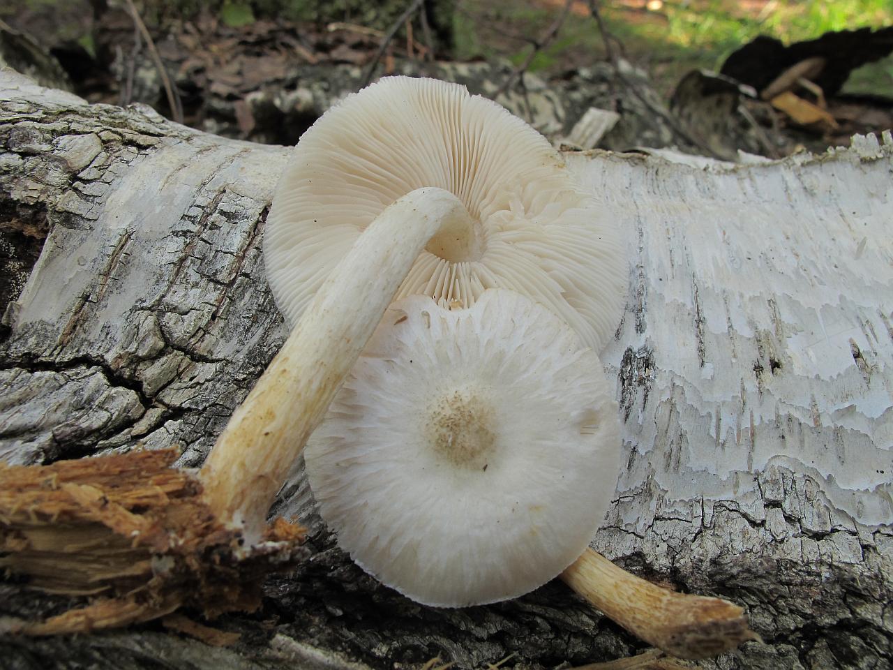 Pluteus pellitus