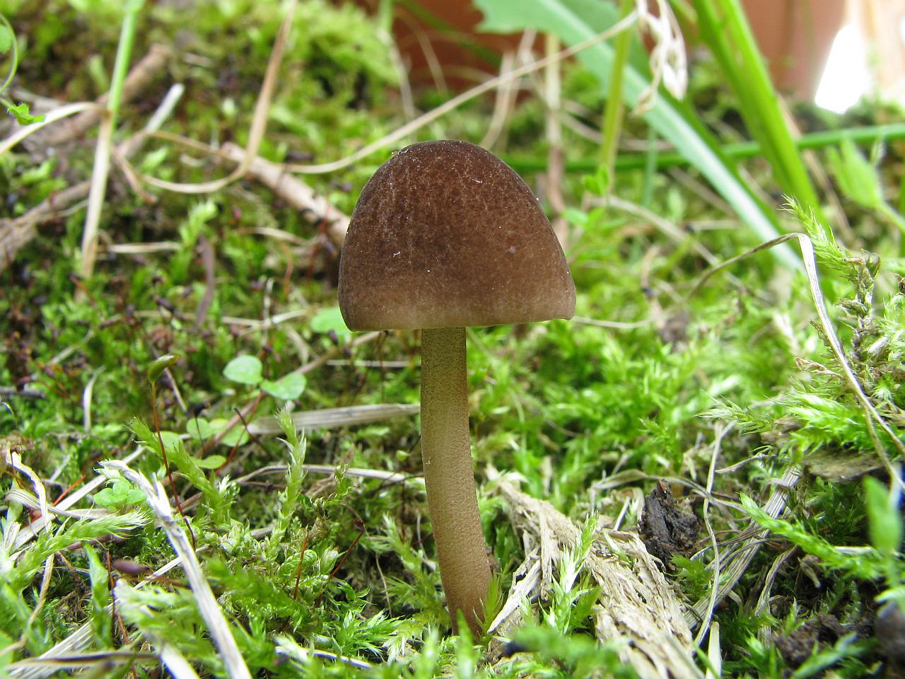 Pluteus podospileus