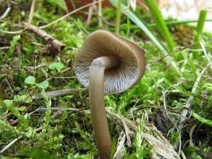 Pluteus podospileus