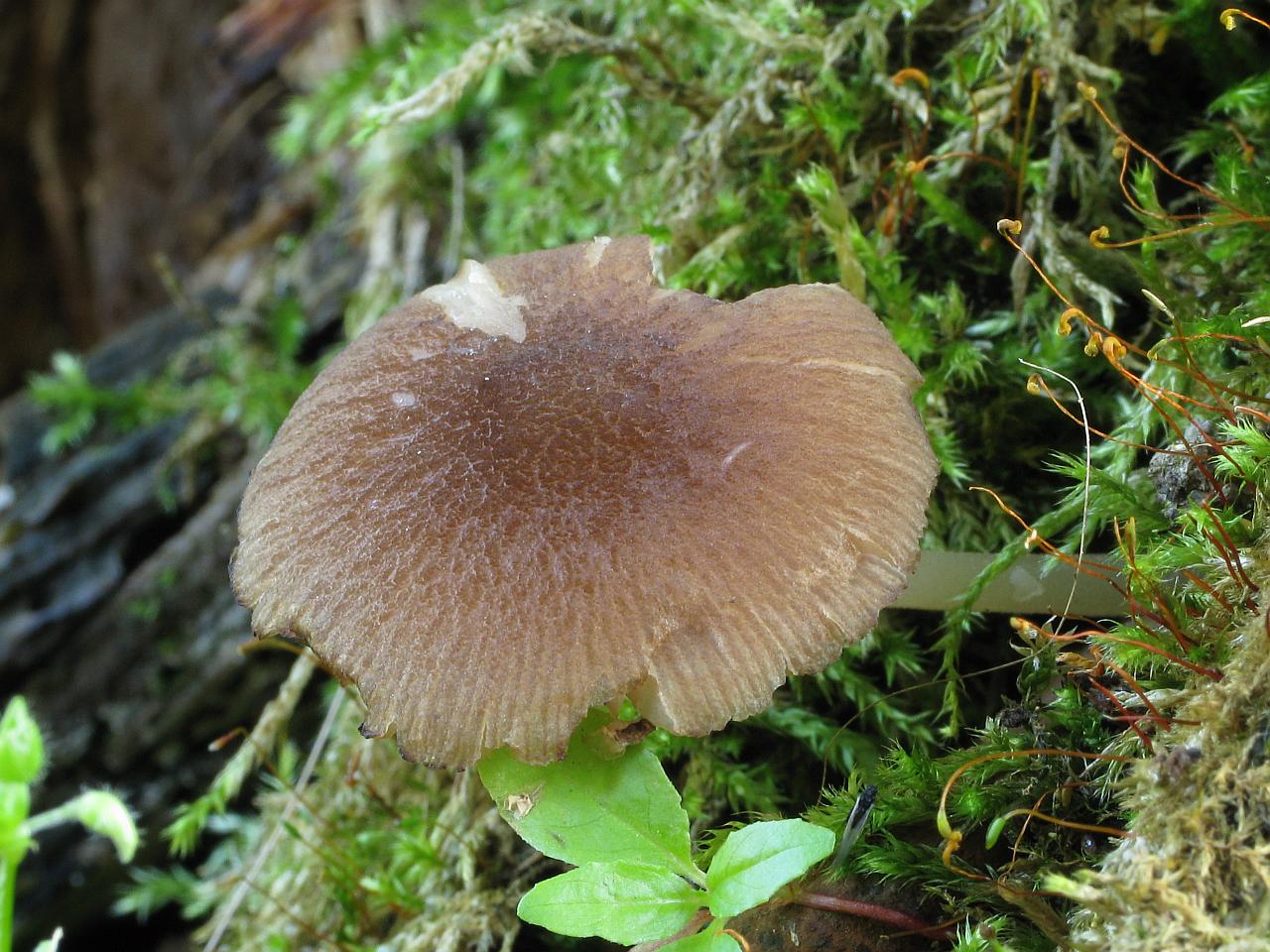 Pluteus podospileus