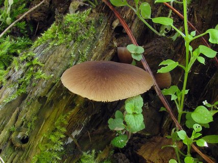 Pluteus podospileus
