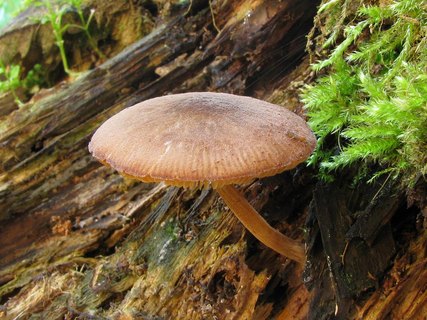 Pluteus podospileus