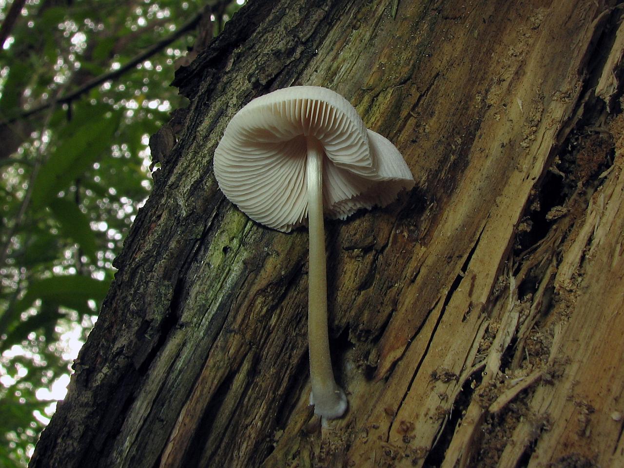 Pluteus semibulbosus