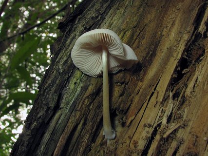 Pluteus semibulbosus