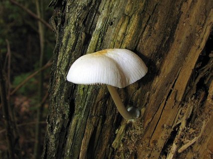 Pluteus semibulbosus