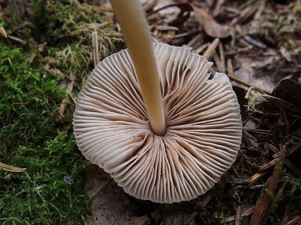 Pluteus semibulbosus