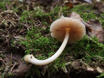 Pluteus semibulbosus