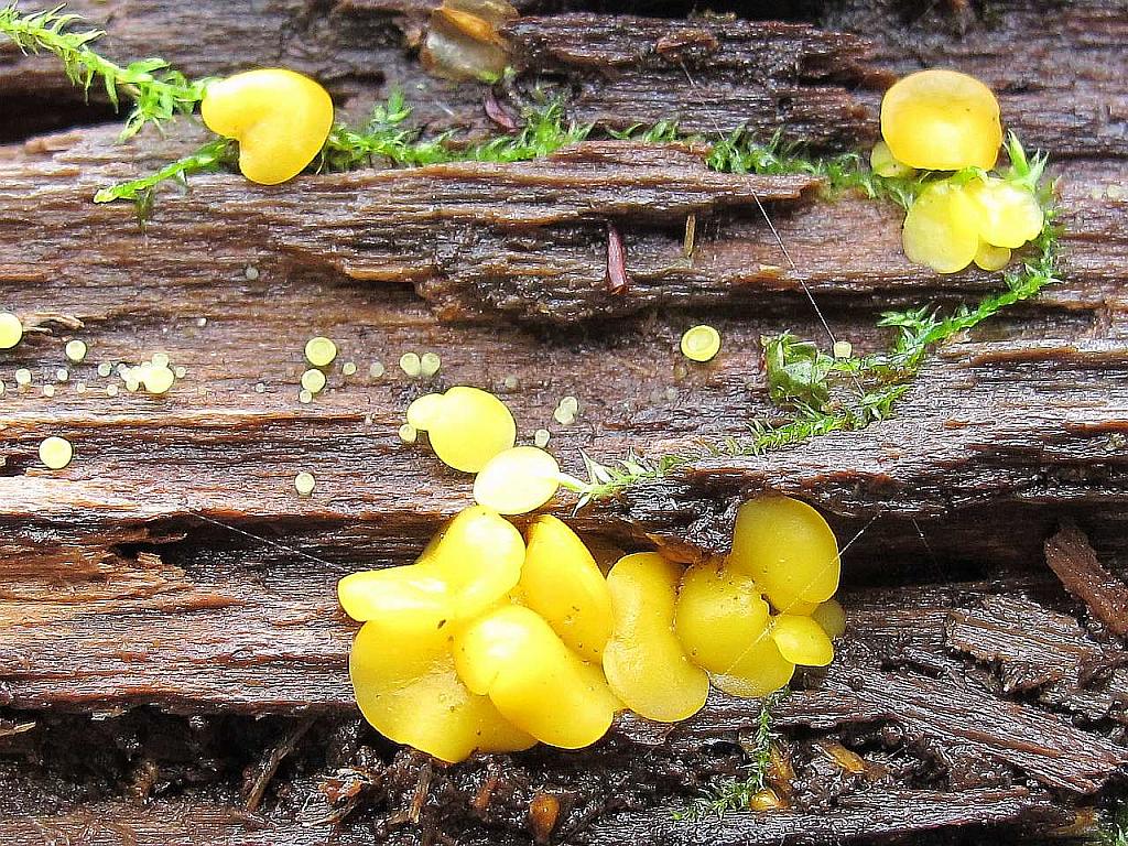 Bisporella citrina