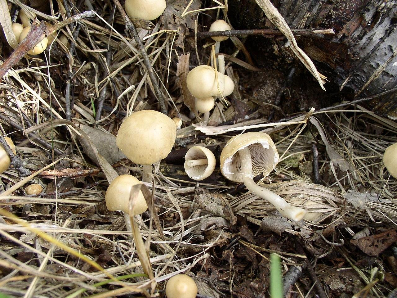 Psathyrella