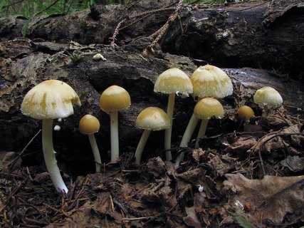 Psathyrella candolleana
